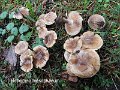 Hebeloma mesophaeum-amf856-2